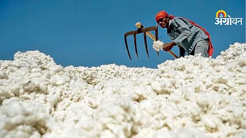 Akot APMC Records Strong Surge in Cotton Prices