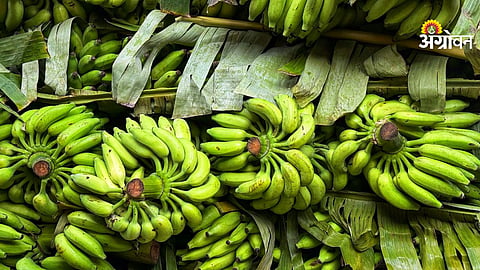 banana price falls below 1000 per ton