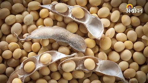 Soybean MSP procurement update Parbhani Hingoli 2026