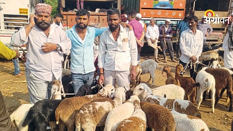 Livestock Market