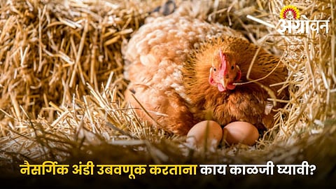 Tips for selecting fertile eggs for natural hatching