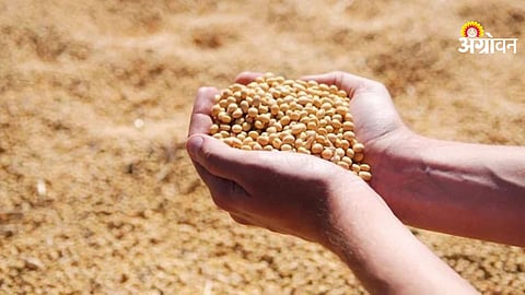 Soybean