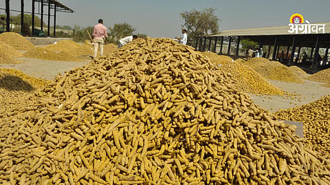 Turmeric Price