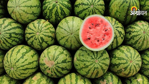 Watermelon cultivation guide for farmers