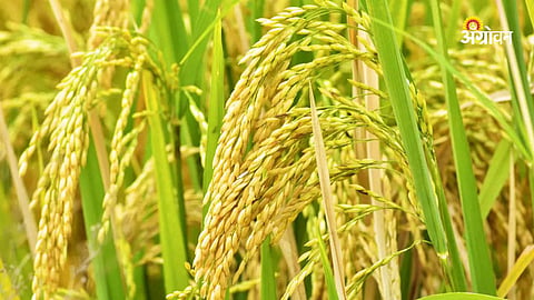 Power Cuts Halve Paddy Cultivation in Gadchiroli