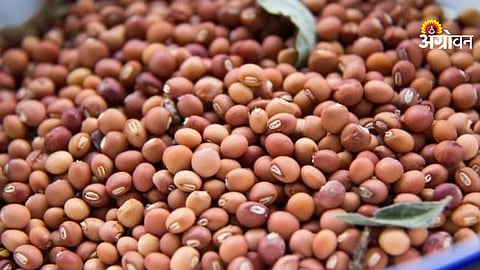 Current pigeon pea market rates Maharashtra