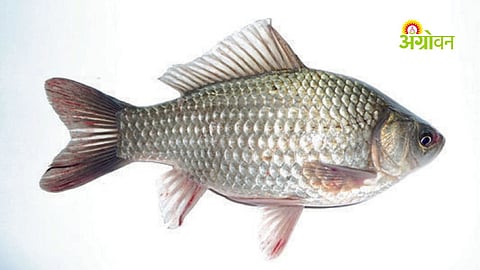 China develops bone-free Gibel carp variety