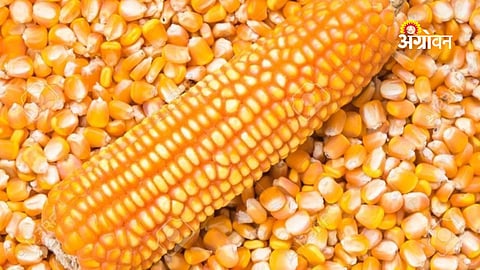 Maize Procurement Delay