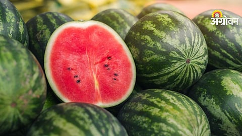 Watermelon transport disruption in Maharashtra
