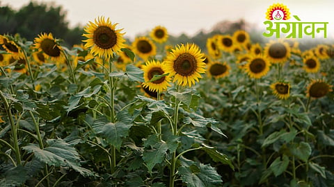 Sunflower Sowing