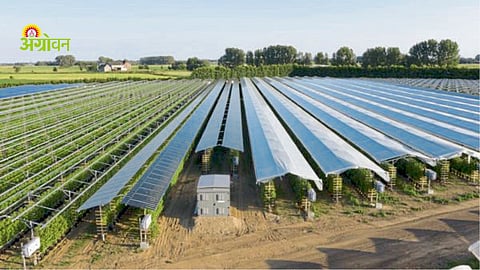 Benefits of agrivoltaics for farmers in Maharashtra