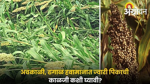 Jowar Crop Care