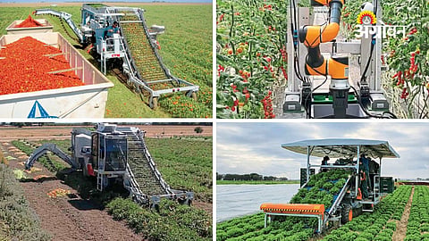 Best tomato harvesting machines for processing industry
