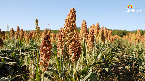 Jowar Production