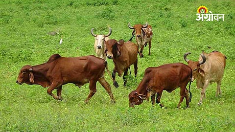 Unknown cattle disease Ahmednagar Maharashtra