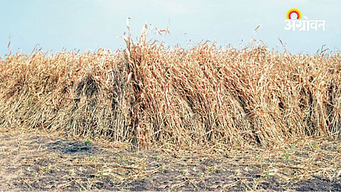 Jowar Fodder Price