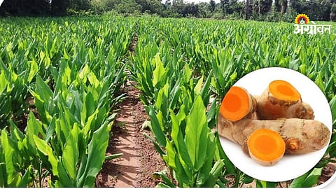 Turmeric crop management during dry spell