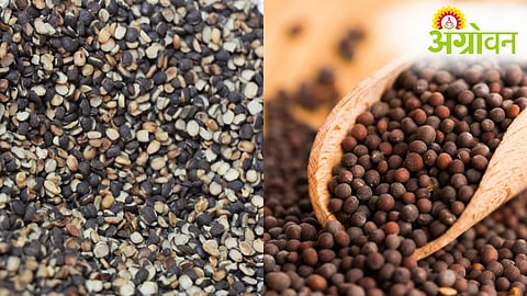 Urad Bonus