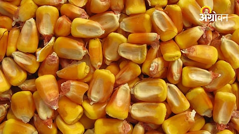 Maize Procurement