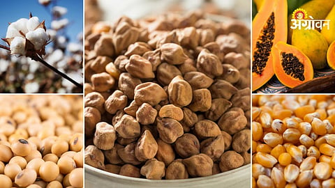 daily agri commodity price update Maharashtra