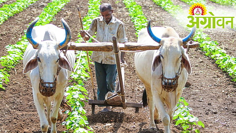 Farm Loan Waiver