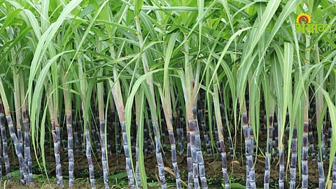Sugarcane Crushing