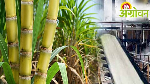 Sugarcane FRP