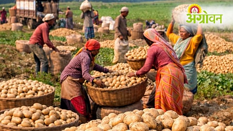 Potato Procurement