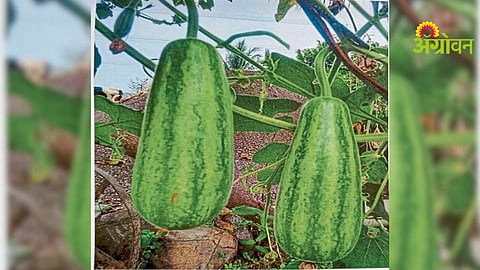 Calabash Variety