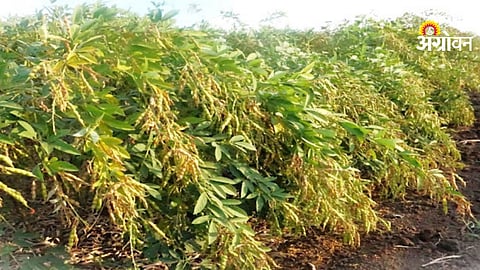 Tur Cultivation
