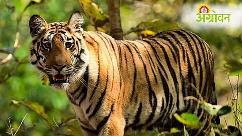 Tiger Attack