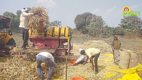 Rabi Season