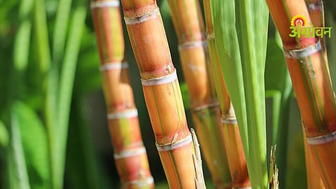 AI based sugarcane farming in India
