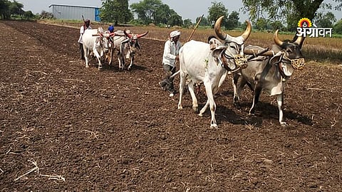 Summer Crop Sowing