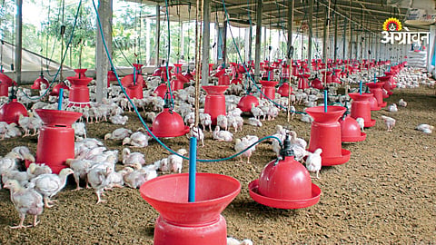 Climate impact on poultry industry