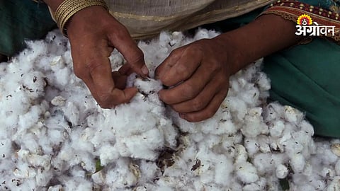 CCI Cotton Procurement Extension Proves Symbolic for Farmers