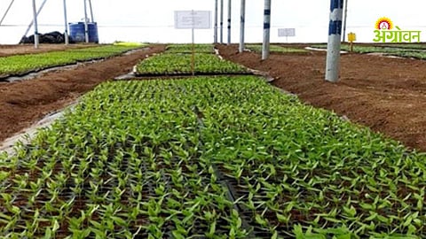 Plant Nursery Business