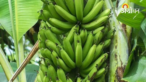 Banana Price