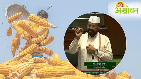 Maize Price
