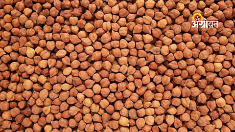 MSP chickpea procurement registration in Nanded Maharashtra