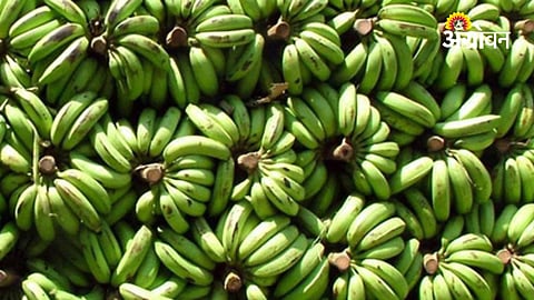 Khandesh Bananas Purchase