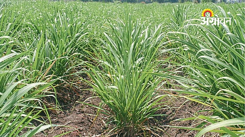 Sugarcane Fertilizer Management