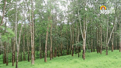 Forest Rights