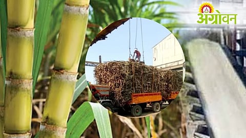 KGS Sugar Factory