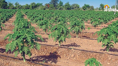 Papaya Cultivation