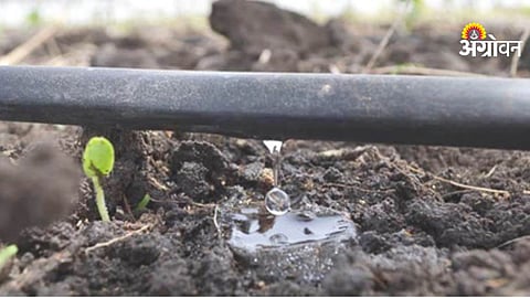 Drip Irrigation Subsidy