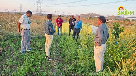 Chia Cultivation