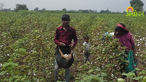 Cotton Harvesting: