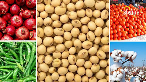 soybean price fluctuation in Maharashtra markets