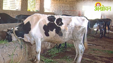 Animal Disease